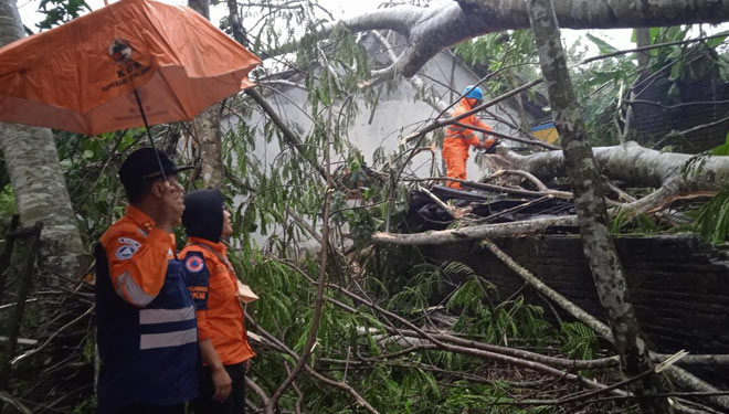 Hujan Angin Terjang Kota Banjar, Akibatkan Pohon Tumbang dan Matikan Jaringan Listrik