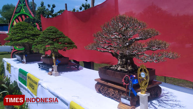 Juara umum kontes Bonsai yang nilai jualnya mencapai 500 juta (FOTO: Rohmadi/TIMES Indonesia)