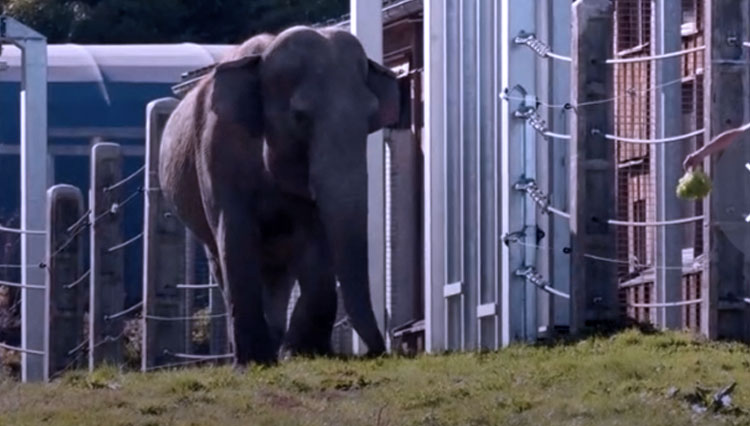 Unik, Ada Panti Jompo Gajah di Prancis