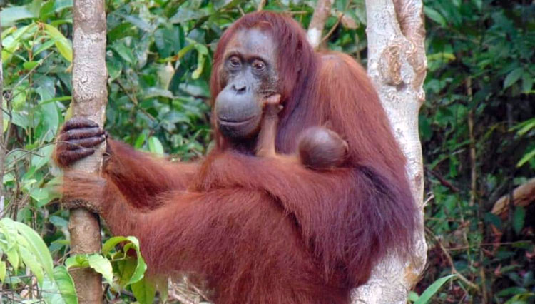 Orangutan bernama Camelia terlihat menggendong bayinya yang baru lahir. (FOTO: Kementerian Lingkungan Hidup dan Kehutanan)