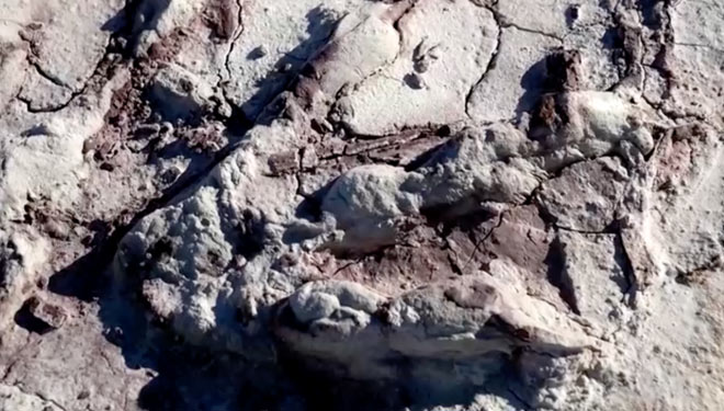 Ratusan Jejak Kaki Dinosaurus Ditemukan di Polandia
