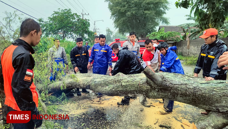 Hujan Deras Disertai Angin Kencang Di Bondowoso Sebabkan Pohon Tumbang Times Indonesia 8456