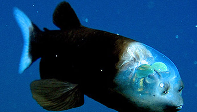 Mengenal Barreleye, Ikan Seram Langka yang Muncul di Pedalaman Laut California