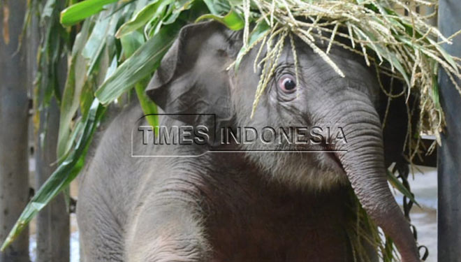 Dewan Minta Kebun Binatang Surabaya Transparan ke Publik Soal Kematian Gajah Muda