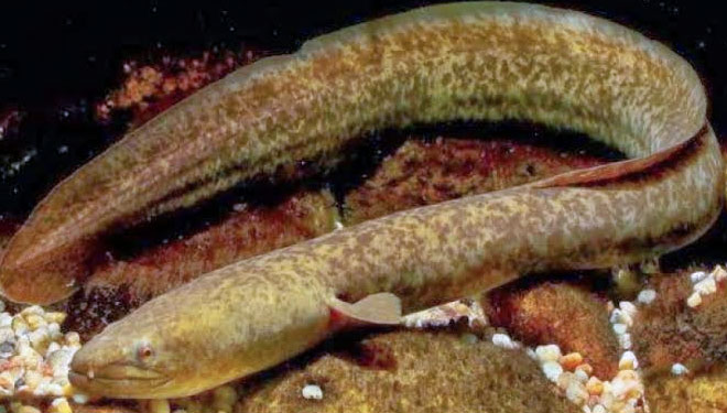 KKP gandeng FAO kelola ikan sidat secara berkelajutan. (FOTO: Republika)