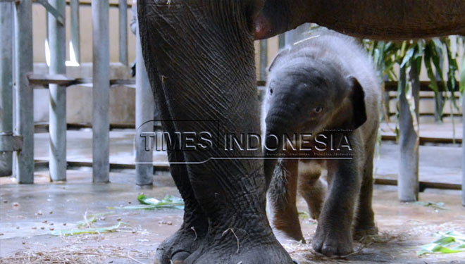 Polda Jatim Turun Tangan Usut Kematian Gajah Kebun Binatang Surabaya