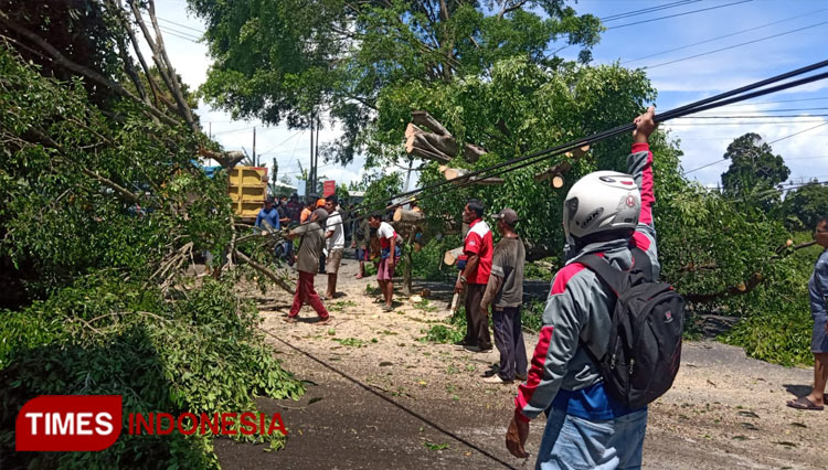 Pohon beringin di Banyuwangi usai diterjang pohon kencang. (Foto: Rizki Alfian/ TIMESIndonesia)