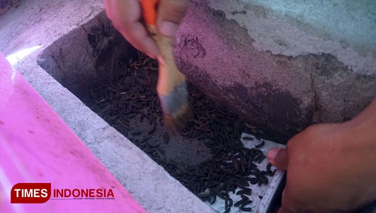 Pengelola-budidaya-maggot-Desa-Sidoharjo.jpg