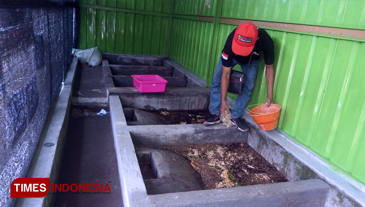 Pengelola budidaya maggot saat memberikan pakan maggot dari sampah organik di Desa Sidoharjo, Kecamatan Gedeg, Kabupaten Mojokerto, Rabu (22/12/2021) (FOTO: Theo/TIMES Indonesia)