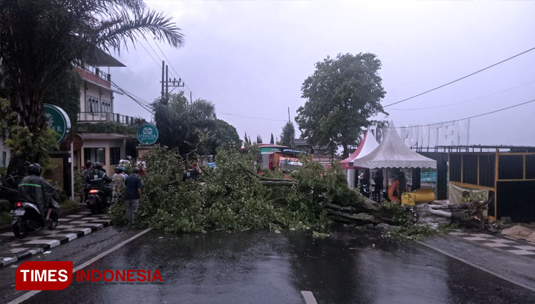 Pohon Tumbang Menutup Jalan Raya Punten Kota Batu