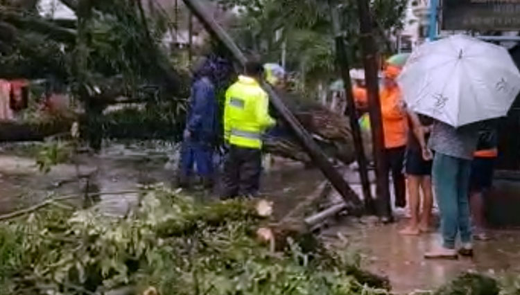 Pohon tumbang akibat hujan deras disertai angin kencang mengakibatkan beberapa tiang telpon roboh dan memacetkan jalan di Jalan Mohamad Hatta, Kalangsari, Cipedes, Kota Tasikmalaya Minggu (26/12/21)(FOTO: Harniwan Obech/TIMES Indonesia)
