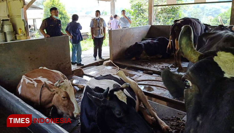 sapi