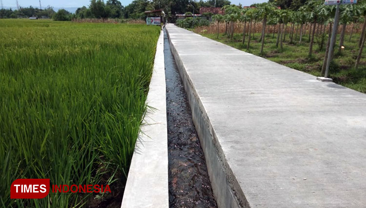 Sawah dengan dukungan irigasi yang memadai yang disediakan Pemkab Bantul untuk mendukung program IP Padi 400. (Foto : Totok Hidayat/TIMES Indonesia)