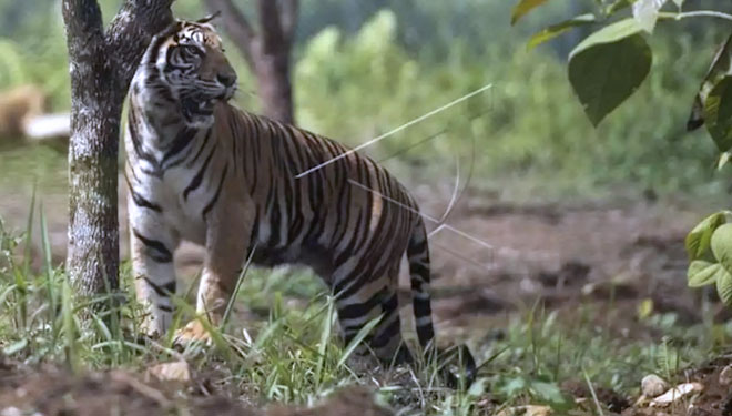 Harimau Dilaporkan Masuk Pemukiman di Maua Hilia, Satu Sapi Ternak Jadi Mangsa