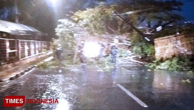 Pohon tumbang c
