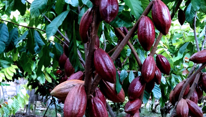 Potensi Pengembangan Kakao di Jatim Capai 16 Ribu Hektare
