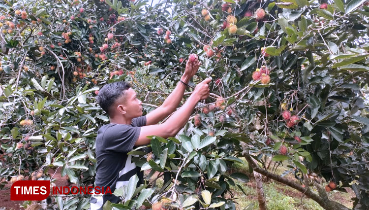 Wisata Petik Rambutan Desa Sugihan, Bisa Makan Rambutan Binjai dan Aceh Sepuasnya