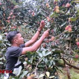 Wisata Petik Rambutan Desa Sugihan, Bisa Makan Rambutan Binjai dan Aceh Sepuasnya
