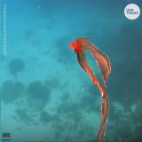 Gurita Langka Tertangkap Kamera di Perairan Australia