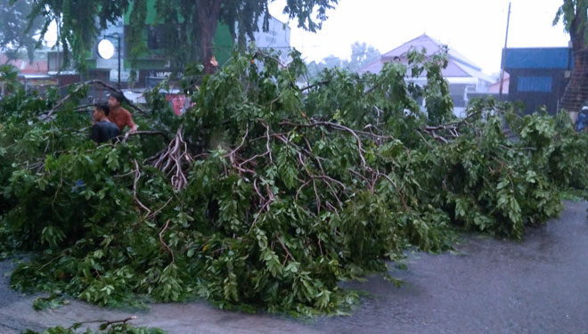 Pohon tumbang akibat angin puting beliung di Kota Cirebon. (foto: Netizen)