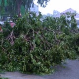 Satu Orang Ojol Jadi Korban Pohon Tumbang di Kota Cirebon
