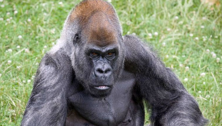 Ozzie, Gorila Tertua di Dunia Mati di Usia 61 Tahun