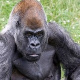 Ozzie, Gorila Tertua di Dunia Mati di Usia 61 Tahun