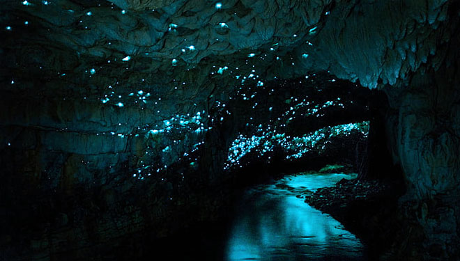 Glow Worm Caves, Gua dengan Lampu Alami Terbuat Dari Cacing
