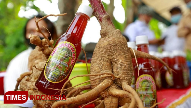 Tanam Ginseng Merah Korea, Petani Banyuwangi Panen Hasil Senilai Mobil Mitsubishi Xpander