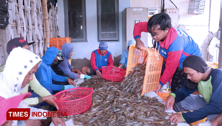 Warga saat memilah udang hasil panen petani tambak. (Foto: Akmal/TIMES Indonesia)