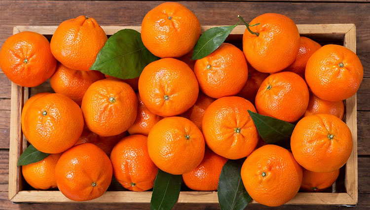 Jeruk-Mandarin.jpg