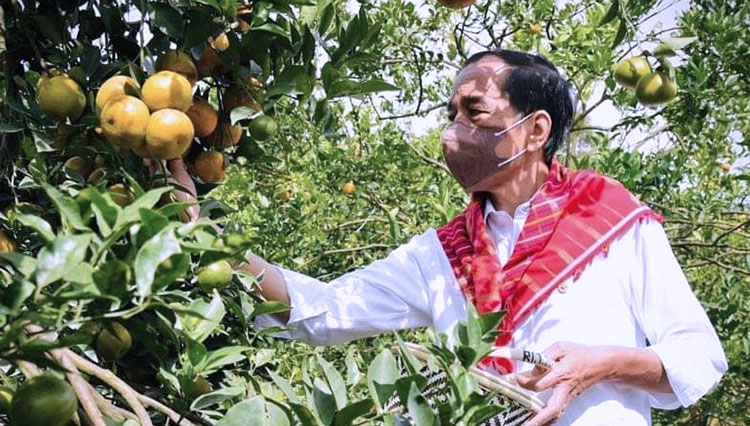 Presiden RI Jokowi Balas Kunjungan Warga yang Beri Satu Truk Jeruk di Istana Negara
