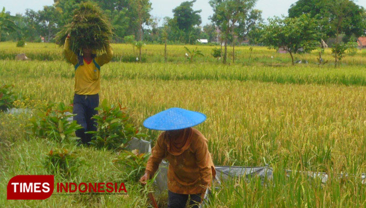 Petani.jpg